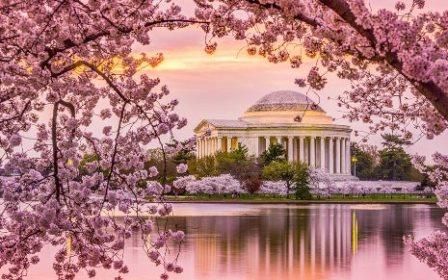 Tour Du Lịch Lễ Hội Hoa Anh Đào Tại Mỹ